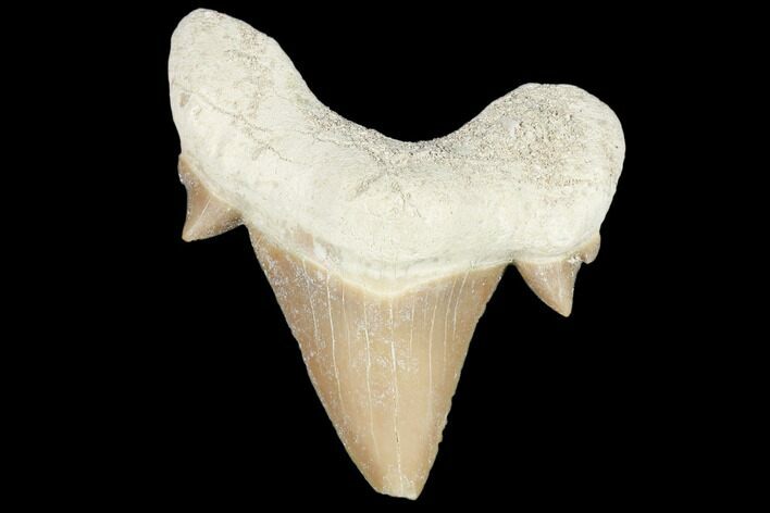 Fossil Shark Tooth (Otodus) - Morocco #103254